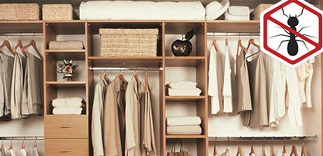 8 Cách diệt kiến trong tủ quần áo đơn giản và hiệu quả
