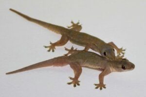 Cách đuổi thằn lằn ra khỏi nhà an toàn, hiệu quả, nhanh chóng