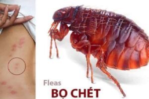 Hướng dẫn cách diệt bọ chét trong nhà đơn giản an toàn hiệu quả 100%