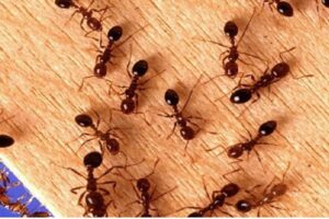 11+Cách diệt kiến trong phòng ngủ an toàn hiệu quả triệt để