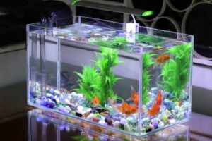 Hướng dẫn cách thay nước bể cá nhanh chóng và hiệu quả