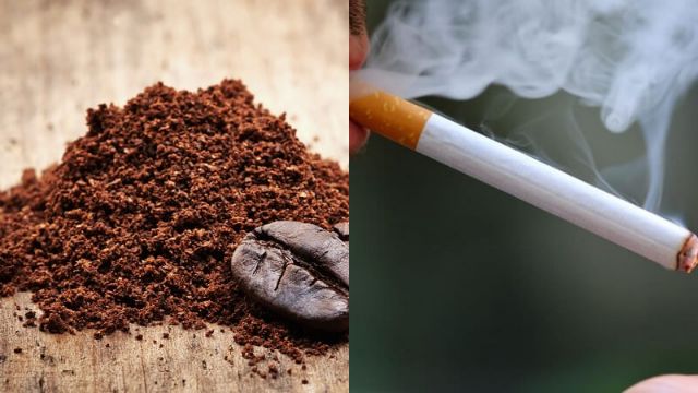 Cách tiêu diệt thằn lằn bằng bột cafe và thuốc lá