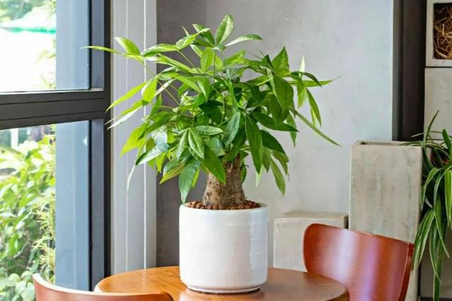 Đặt cây Kim ngân trong salon giúp khử mùi hiệu quả