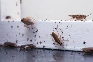 10 cách đuổi côn trùng trong nhà dễ làm và không độc hại