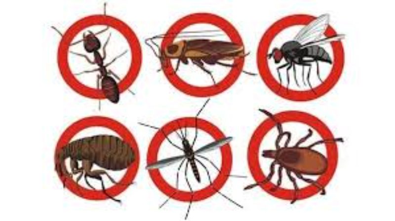 10 cách đuổi côn trùng trong nhà tự nhiên, hiệu quả, không độc hại