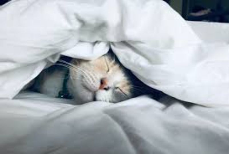 Cách Để Ngăn Chó Mèo Đi Tiểu Trên Nệm