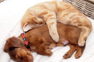 Cách khử mùi nước tiểu chó mèo trên nệm sạch thơm tức thì