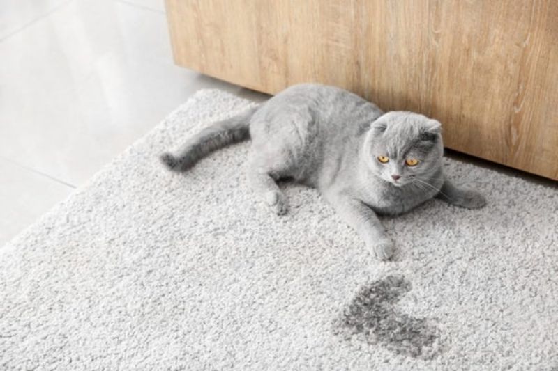Vì Sao Nước Tiểu Thú Cưng Trên Nệm Cần Được Xử Lý Nhanh Chóng?